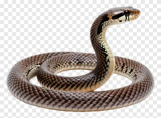 A coiled brown snake with its head raised.