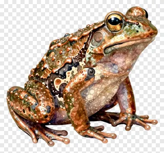 Sitting frog with copper-colored skin texture.