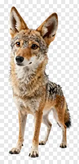 A standing coyote with alert ears and watchful eyes.