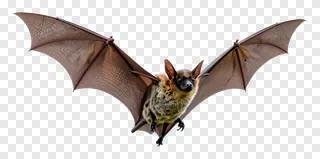 A bat flying with its wings spread wide.