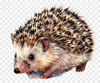 A cute hedgehog rolling on its back.