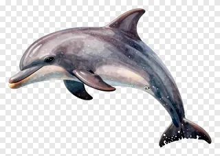 A dolphin leaping through the air with a starry, cosmic color scheme.