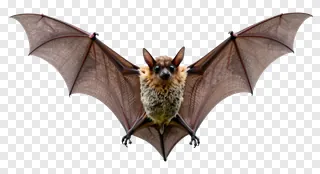A bat flying with wings spread wide.