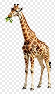 A giraffe eating a leaf while standing.