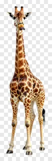 A giraffe licking its lips with its tongue out.