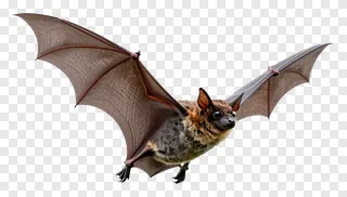 A bat flying with wings spread wide.