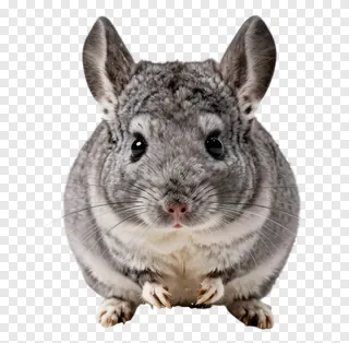 A gray chinchilla facing forward.