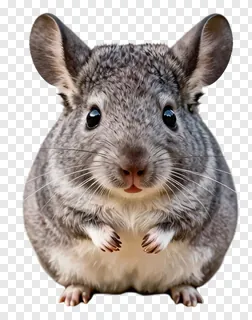 A gray chinchilla with alert ears sitting upright.