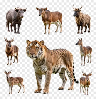 A group of wild animals including a tiger and deer species.