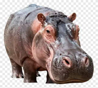 A hippopotamus with prominent nostrils and wet skin.