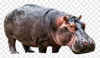 A hippopotamus with wet skin standing on a white background.
