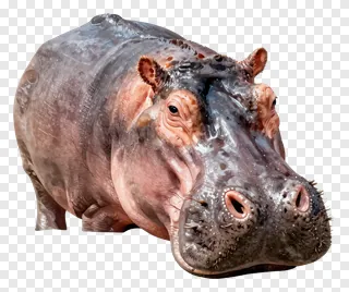 Close-up of a hippopotamus with water on its face.