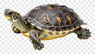 A turtle with a patterned shell basking in the sun.