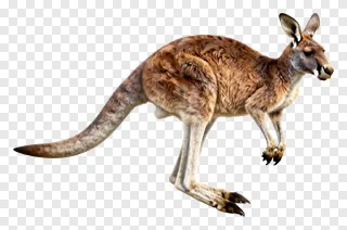 A kangaroo leaping through the air.