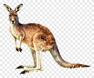A kangaroo standing upright in a grassland environment.