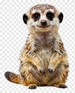 A meerkat standing upright and alert.