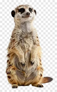 A meerkat in an alert standing posture.