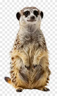 A standing meerkat looking upward attentively.