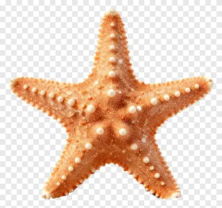 An orange starfish with white bumps on a sandy bottom.