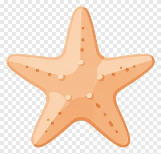 An orange starfish illustration.