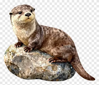 An otter sitting on a rock.