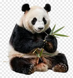 A giant panda holding bamboo.