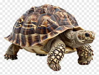 A tortoise with a patterned shell.