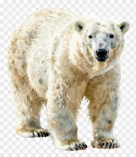 A watercolor painting of a polar bear standing front-facing.