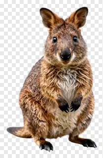 A quokka animal sitting upright and looking forward.