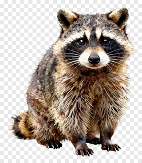 A raccoon sitting and looking forward.