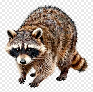 A raccoon foraging on the ground.