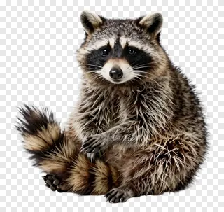 A raccoon sitting with its tail curled around its body.