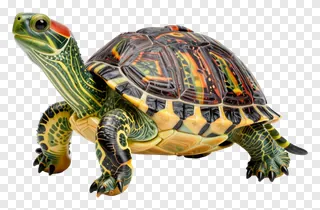 A colorful turtle with a patterned shell.