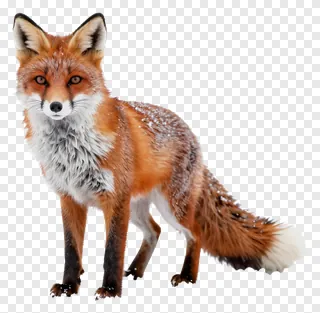 A red fox standing in snow.