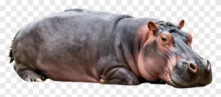 A hippopotamus resting on the ground.