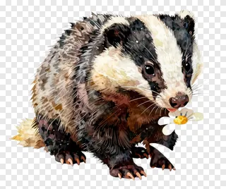 A badger sniffing a daisy in a watercolor style.