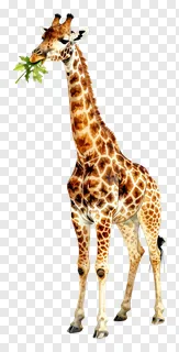 A giraffe chewing a leaf in a retro style.