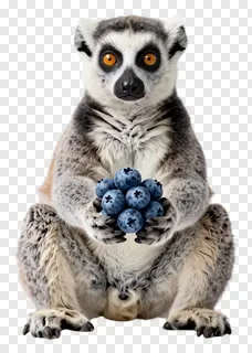 A ring-tailed lemur holding blueberries.