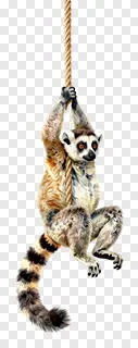 A ring-tailed lemur hanging from a rope.