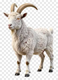White sacrificial goat with curved horns.