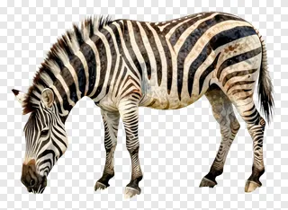 A zebra grazing with its head down.