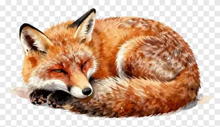 A red fox sleeping curled up.