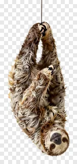 A sloth hanging upside down by its claws.