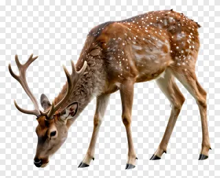 A spotted deer with antlers grazing.