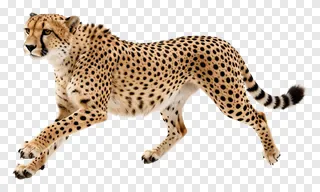 Cheetah running with spots on white background.