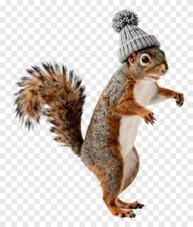 A squirrel wearing a gray knit hat dancing on its hind legs.