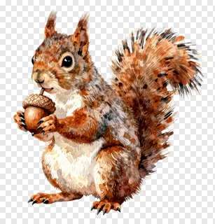 A squirrel holding an acorn in its paws.