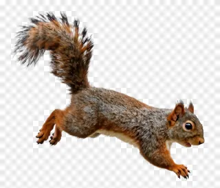 A squirrel jumping through the air.