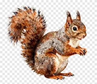 A squirrel with a curled tail.