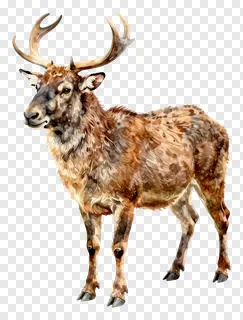 A male deer with large branching antlers.